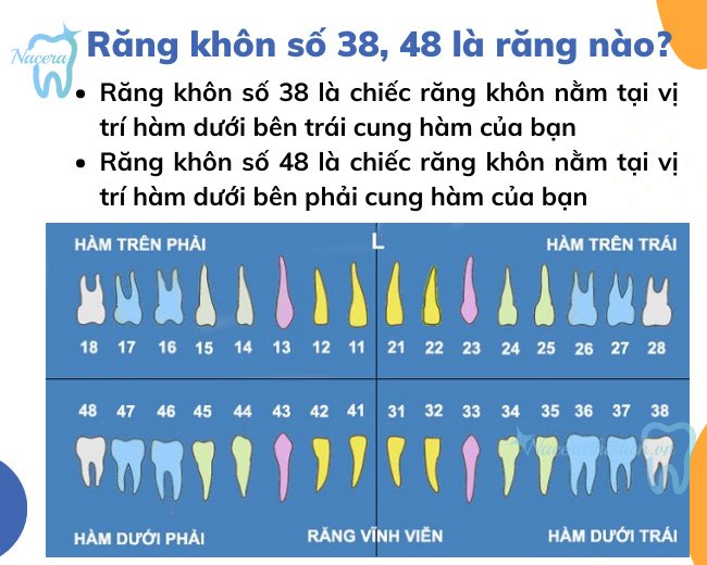 Răng khôn số 38, 48 là gì?