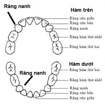 Răng nanh là các răng liền ngay sau răng cửa